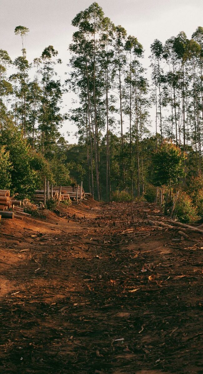International GreenTech Association - Deforestation