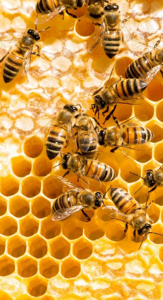 International GreenTech Association - Fauna preservation